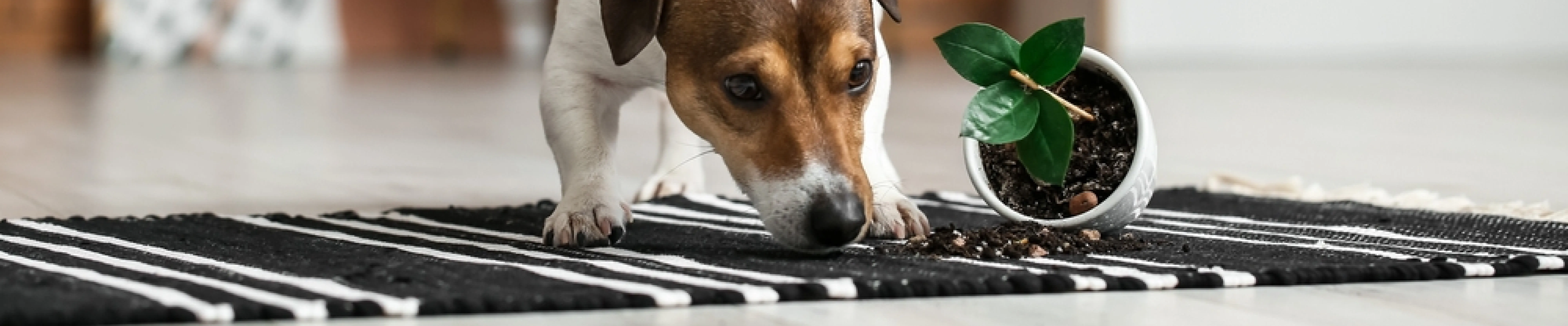 carpet cleaning in new york, carpet cleaning new york, carpet cleaners in new york, carpet cleaners in new york, commercial carpet cleaning, commercial carpet cleaning in new york, new york rug cleaners, rug cleaning services in new york, same day carpet cleaning, same day rug cleaning in new york